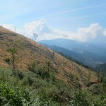 1110 150x150 GALERIE FOTO Imagini apocaliptice din Făgăraş. Cel mai înalt lanţ muntos din România a căzut pradă tăietorilor de lemne