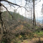 143 150x150 GALERIE FOTO Imagini apocaliptice din Făgăraş. Cel mai înalt lanţ muntos din România a căzut pradă tăietorilor de lemne