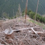171 150x150 GALERIE FOTO Imagini apocaliptice din Făgăraş. Cel mai înalt lanţ muntos din România a căzut pradă tăietorilor de lemne