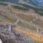 193 150x150 GALERIE FOTO Imagini apocaliptice din Făgăraş. Cel mai înalt lanţ muntos din România a căzut pradă tăietorilor de lemne