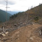 20 150x150 GALERIE FOTO Imagini apocaliptice din Făgăraş. Cel mai înalt lanţ muntos din România a căzut pradă tăietorilor de lemne