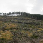 211 150x150 GALERIE FOTO Imagini apocaliptice din Făgăraş. Cel mai înalt lanţ muntos din România a căzut pradă tăietorilor de lemne