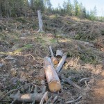 412 150x150 GALERIE FOTO Imagini apocaliptice din Făgăraş. Cel mai înalt lanţ muntos din România a căzut pradă tăietorilor de lemne