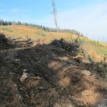 510 150x150 GALERIE FOTO Imagini apocaliptice din Făgăraş. Cel mai înalt lanţ muntos din România a căzut pradă tăietorilor de lemne